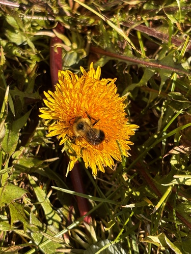 Half-black Bumble Bee