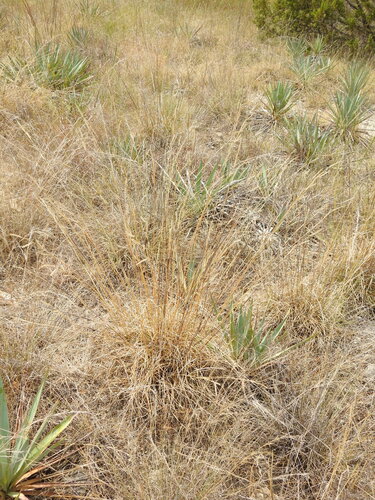Bouteloua pectinata, photograph 2
