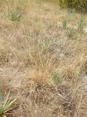 Bouteloua pectinata, photograph (c) saltyhiker, some rights reserved (CC BY)