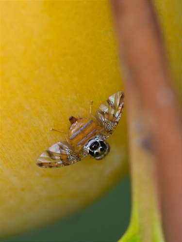 Mediterranean Fruit Fly
