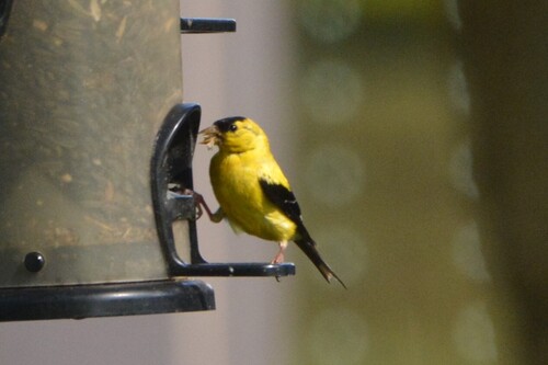 American Goldfinch