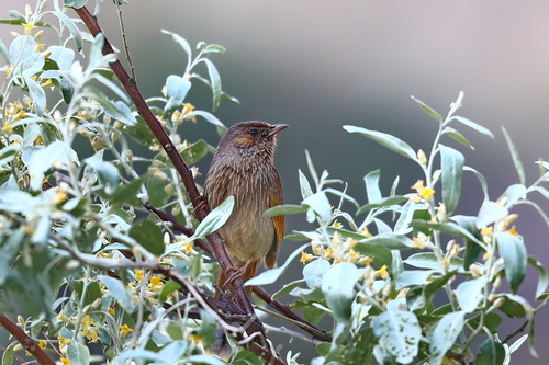 Streaked Laughingthrush