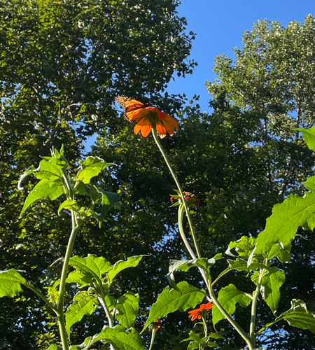 Monarch