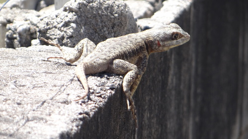 Peters' Lava Lizard