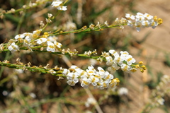Crambe koktebelica