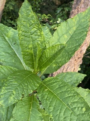Pokeweed mosaic virus