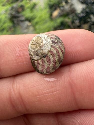 Purple Topshell