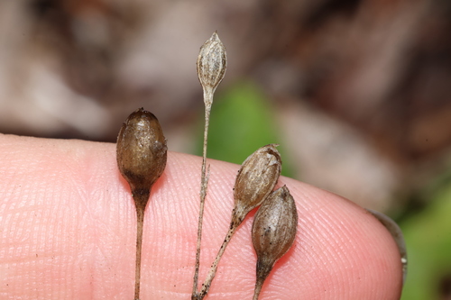 Silene antirrhina observed 2026-09-13