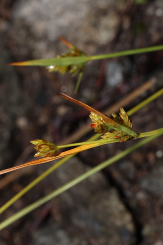 Cyperus houghtonii observed 2026-09-13