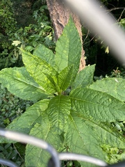 Pokeweed mosaic virus