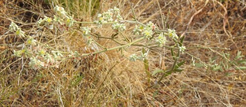 Eriogonum longifolium, photograph 4