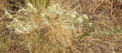 Eriogonum longifolium, photograph (c) saltyhiker, some rights reserved (CC BY)