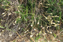 Crambe koktebelica