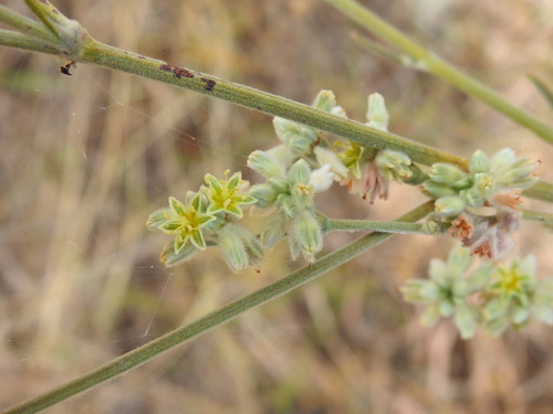 Eriogonum longifolium, photograph 5