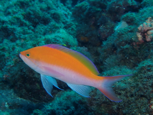 Pseudanthias bicolor observed 2026-04-02
