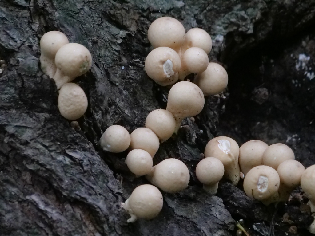 Pear-shaped Puffball · September 2026 · photo: Photo: no rights reserved · iNaturalist