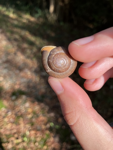 White-lip Globe Snail