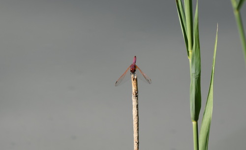 Violet Dropwing