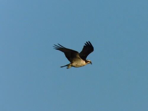 iNaturalist observation photo of Osprey
