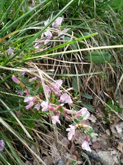 Chamaecytisus purpureus
