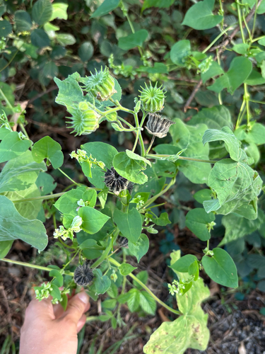 velvetleaf