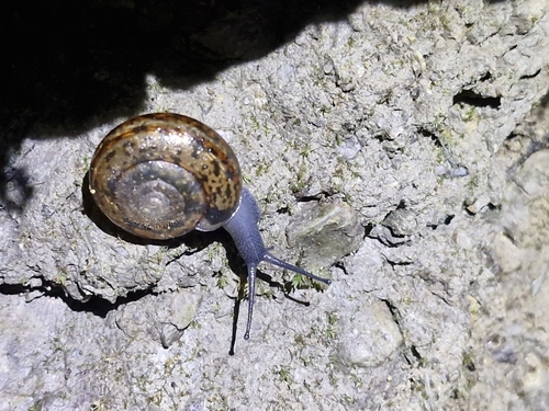Campylaea planospira