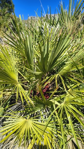 Mediterranean fan palm