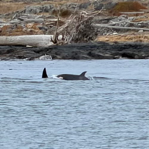 Sighting photo