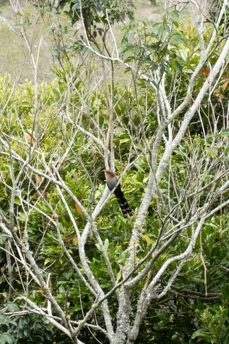 Common Squirrel-Cuckoo