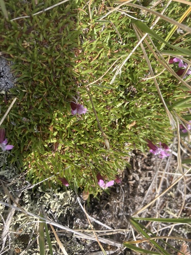 Moss Campion