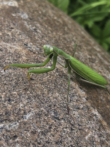 European Mantis