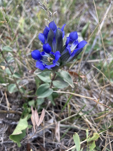 Parry's gentian
