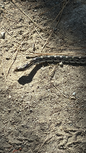 iNaturalist observation photo of Gopher Snake