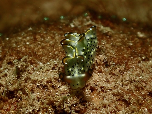 Elysia marginata, 2026-04-11