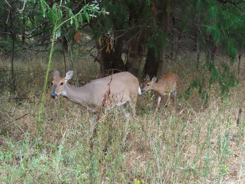 White-tailed Deer