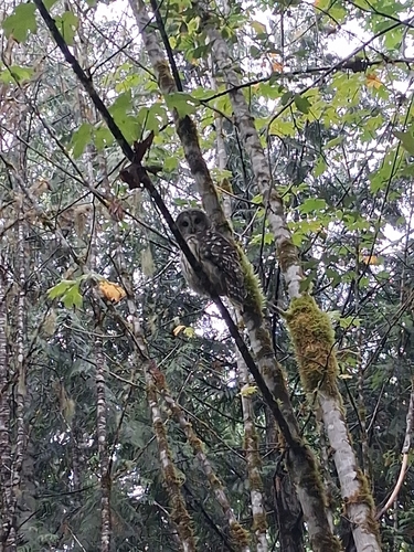 Barred Owl