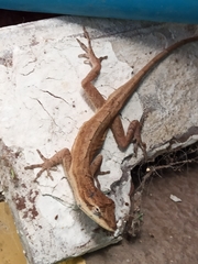 Anolis nebulosus