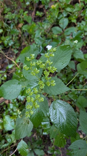 wood nettle