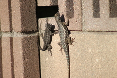 Sceloporus occidentalis longipes