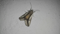 Euscirrhopterus poeyi