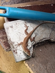 Anolis nebulosus