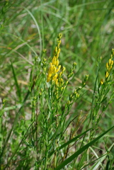 Genista tinctoria