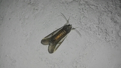 Euscirrhopterus poeyi