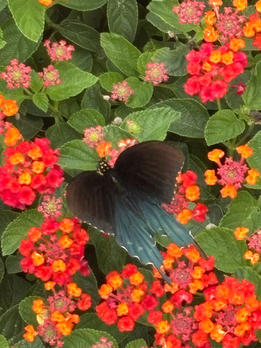 Pipevine Swallowtail