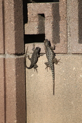 Sceloporus occidentalis longipes