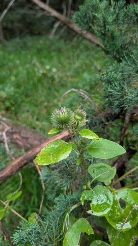 lesser burdock