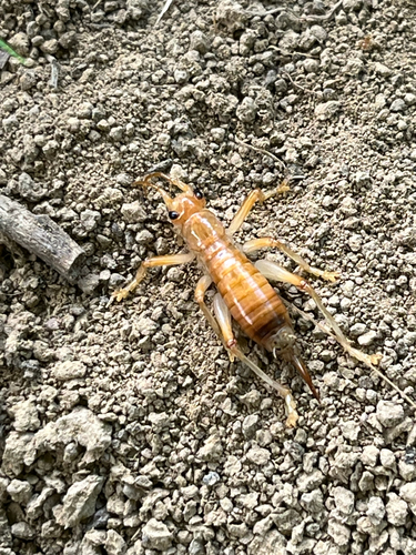 Carolina Leafroller Cricket