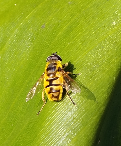 Yellow-haired Sun Fly