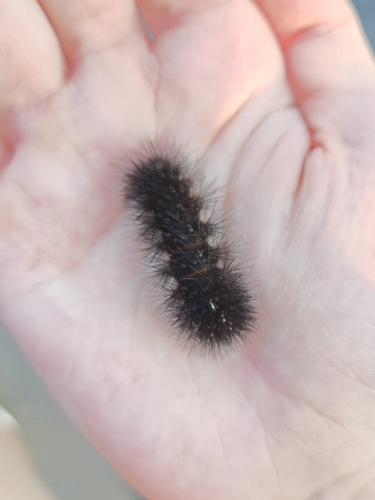 Giant Leopard Moth