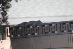 Sciurus niger rufiventer